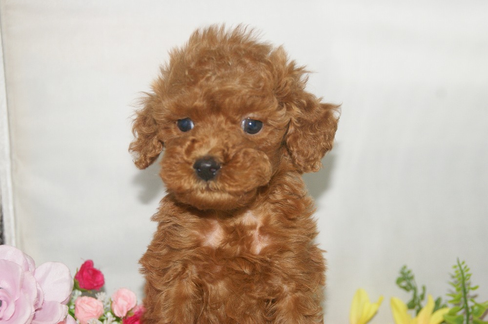 宮城県ペットショップ/ペットショップ鈴花/トイプードル子犬