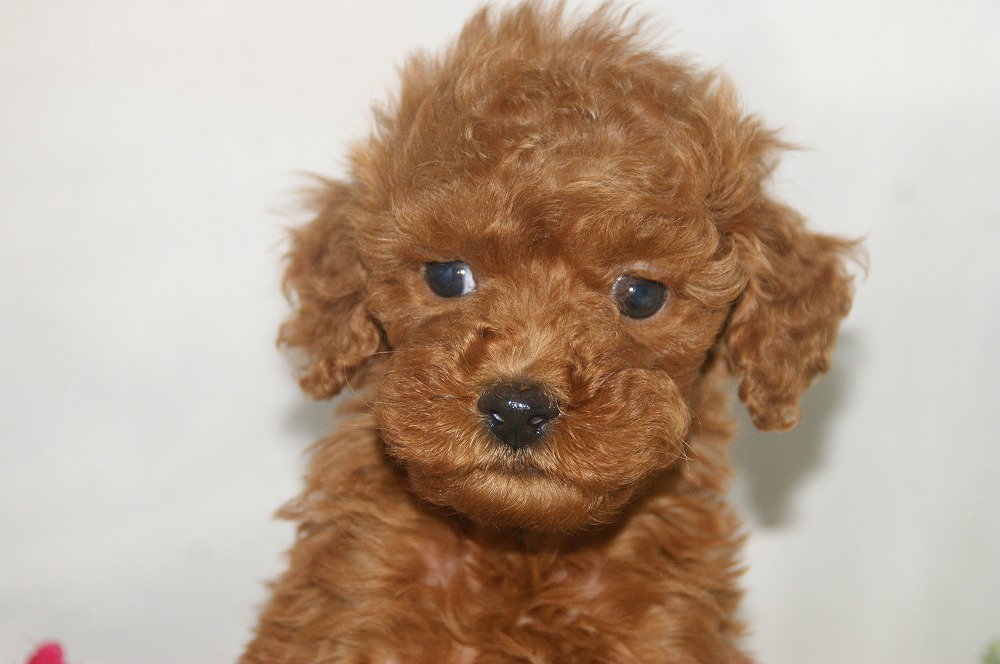 宮城県ペットショップ/ペットショップ鈴花 子犬情報/トイプードル子犬