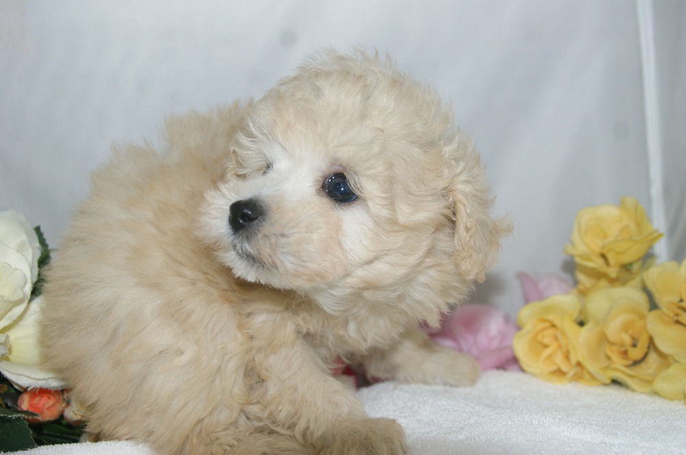宮城県ペットショップ/ペットショップ鈴花／トイプードル子犬