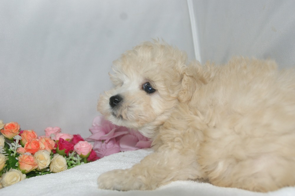 宮城県ペットショップ/ペットショップ鈴花　子犬情報／トイプードル子犬