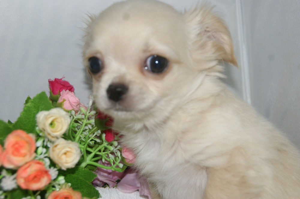 宮城県ペットショップ/ペットショップ鈴花／ロング・チワワ子犬