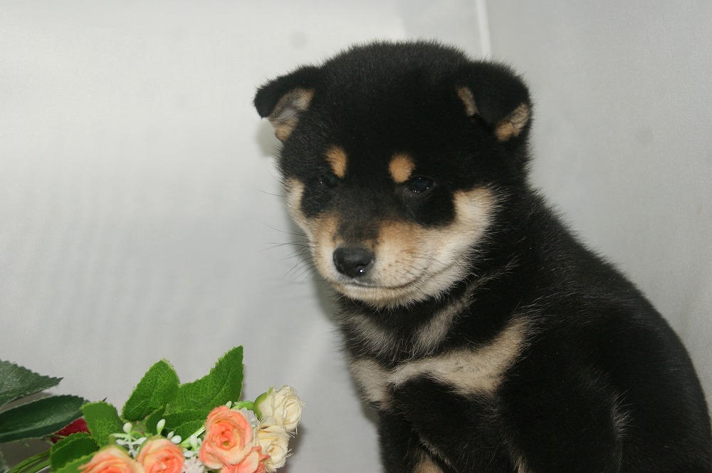 宮城県ペットショップ/ペットショップ鈴花　子犬情報／柴犬