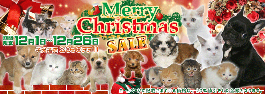 宮城県ペットショップ/ペットショップ鈴花/かわいい子犬・子猫と出会えます