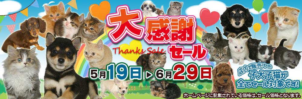 宮城県ペットショップ/ペットショップ鈴花/かわいい子犬・子猫と出会えます
