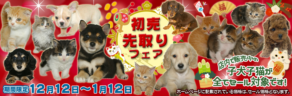 宮城県ペットショップ/ペットショップ鈴花/かわいい子犬・子猫と出会えます