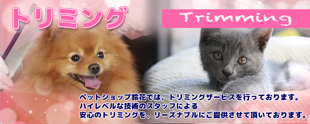 宮城県ペットショップ/ペットショップ鈴花／犬・猫のトリミングを行なっています